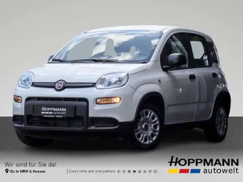 Used FIAT PANDA Petrol 2024 Ad 