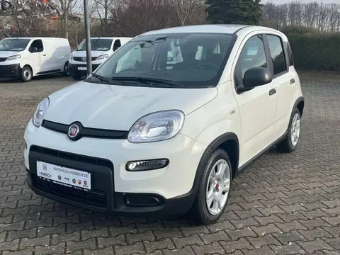 Used FIAT PANDA Hybrid 2024 Ad 