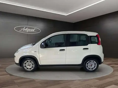 Used FIAT PANDA Hybrid 2024 Ad 