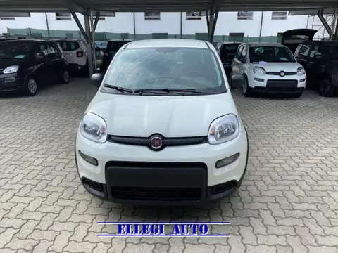 Used FIAT PANDA Hybrid 2024 Ad 