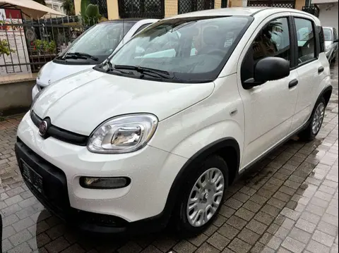 Used FIAT PANDA Hybrid 2024 Ad 