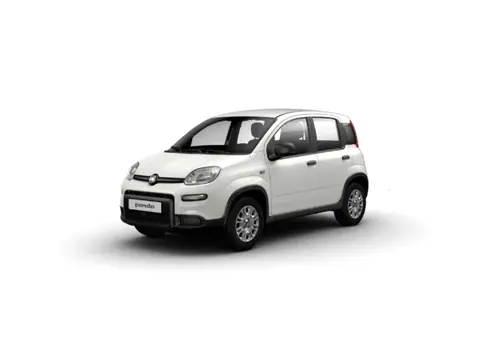 Used FIAT PANDA Hybrid 2024 Ad 