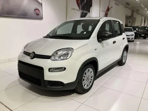 Used FIAT PANDA Hybrid 2024 Ad 