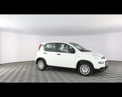 Used FIAT PANDA Hybrid 2024 Ad 