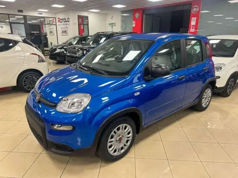 Annonce FIAT PANDA Hybride 2024 d'occasion 