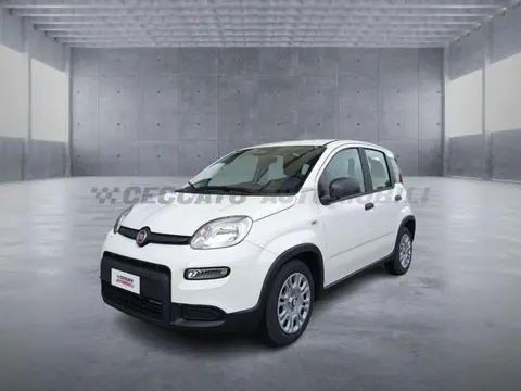 Used FIAT PANDA Hybrid 2024 Ad 