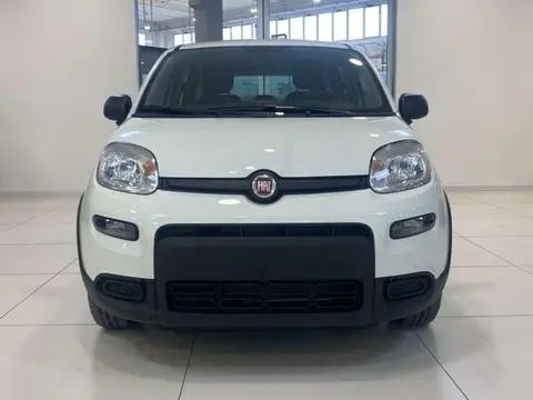 Annonce FIAT PANDA Hybride 2024 d'occasion 