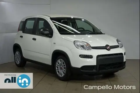 Used FIAT PANDA Hybrid 2024 Ad 