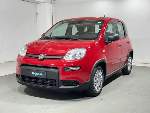 Annonce FIAT PANDA Essence 2024 d'occasion 