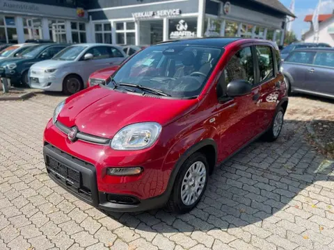 Annonce FIAT PANDA Essence 2024 d'occasion 