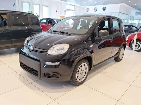 Used FIAT PANDA Hybrid 2024 Ad 