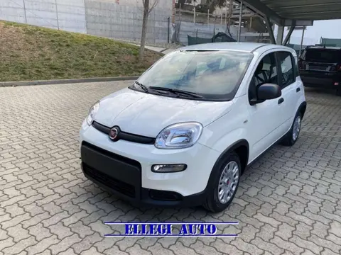 Used FIAT PANDA Hybrid 2024 Ad 