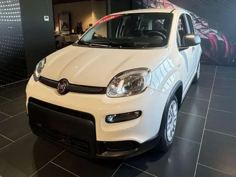 Used FIAT PANDA Hybrid 2024 Ad 