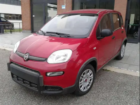 Used FIAT PANDA Hybrid 2024 Ad 