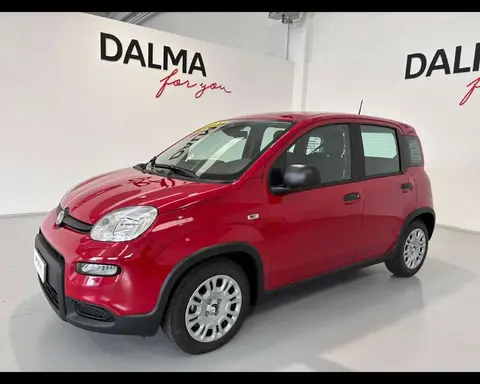 Used FIAT PANDA Hybrid 2024 Ad 