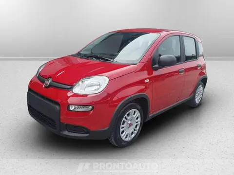 Used FIAT PANDA Hybrid 2024 Ad 