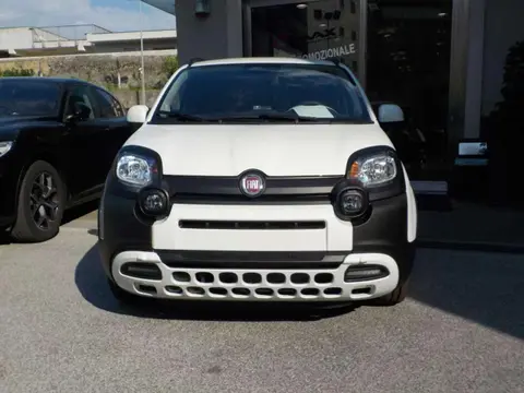 Used FIAT PANDA Hybrid 2024 Ad 