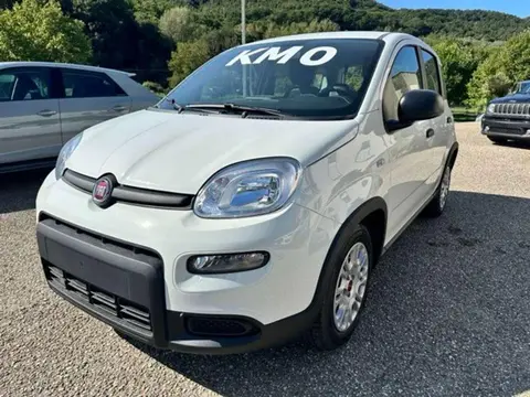 Used FIAT PANDA Hybrid 2024 Ad 