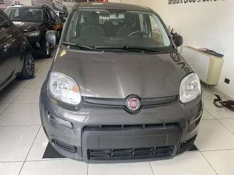 Used FIAT PANDA Hybrid 2024 Ad 