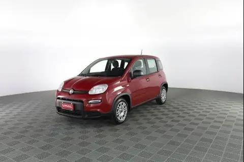 Used FIAT PANDA Hybrid 2024 Ad 