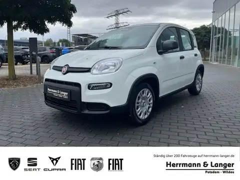 Annonce FIAT PANDA Essence 2024 d'occasion 