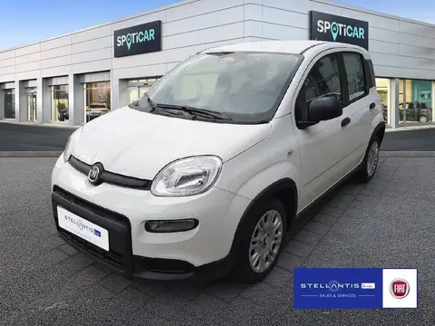 Used FIAT PANDA Hybrid 2024 Ad 