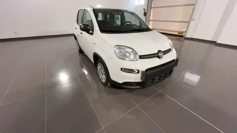 Used FIAT PANDA Hybrid 2024 Ad 