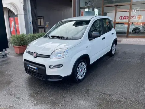 Used FIAT PANDA Hybrid 2024 Ad 