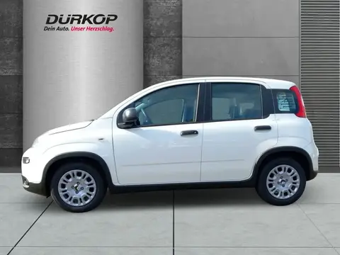 Used FIAT PANDA Hybrid 2024 Ad 