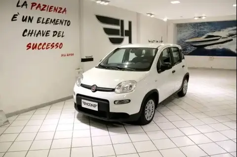 Used FIAT PANDA Hybrid 2023 Ad 