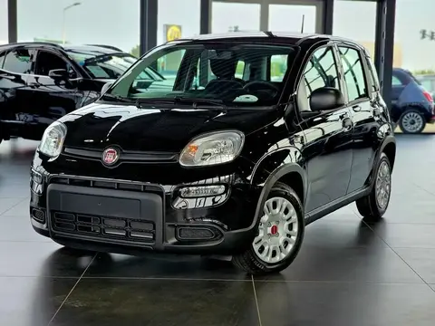 Annonce FIAT PANDA Essence 2024 d'occasion 