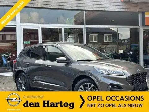 Used FORD KUGA Hybrid 2023 Ad 